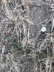 Convolvulus waitaha