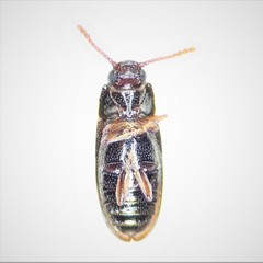 Pharaxonotha kirschii