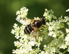 Eristalis obscura