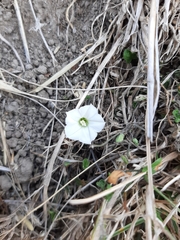 Convolvulus waitaha
