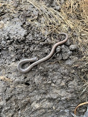 Batrachoseps gregarius