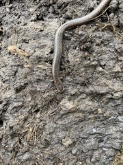 Batrachoseps gregarius