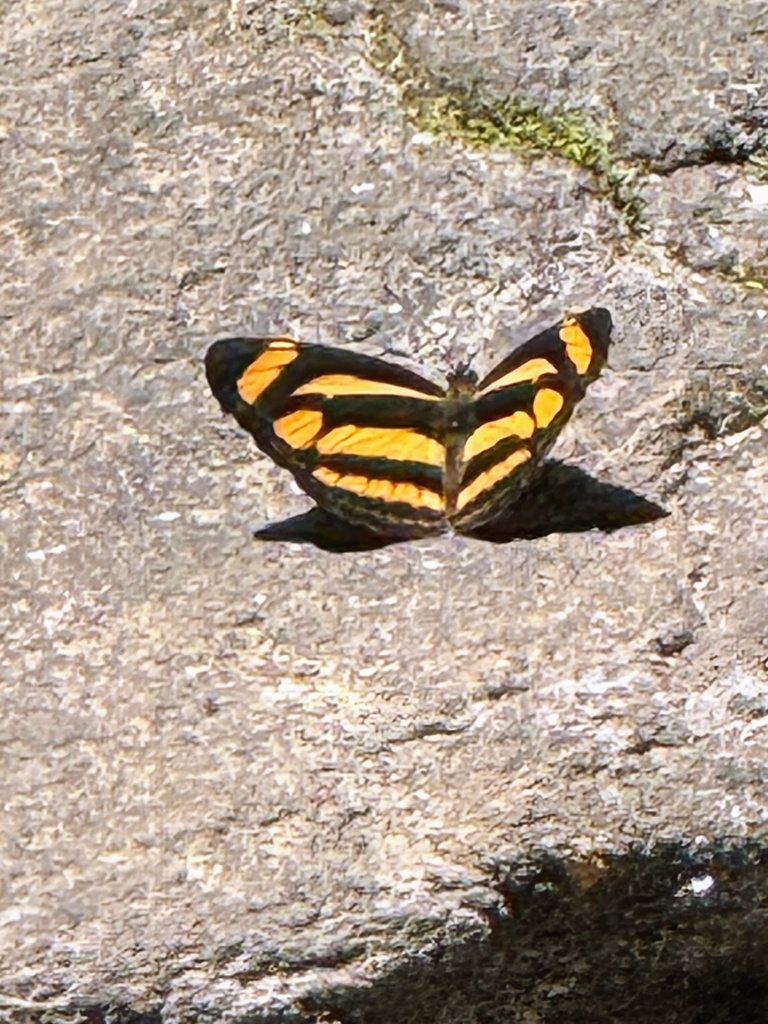 Pale-green Sailer