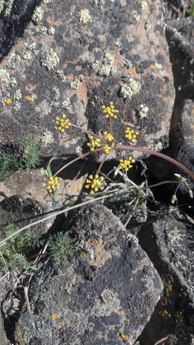 Umtanum Desertparsley (Lomatium quintuplex)