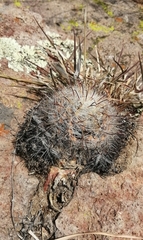 Mammillaria jaliscana jaliscana