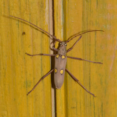 Eburia