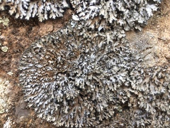 Phaeophyscia hispidula