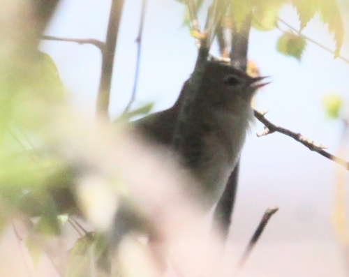 Garden Warbler (Sylvia borin)