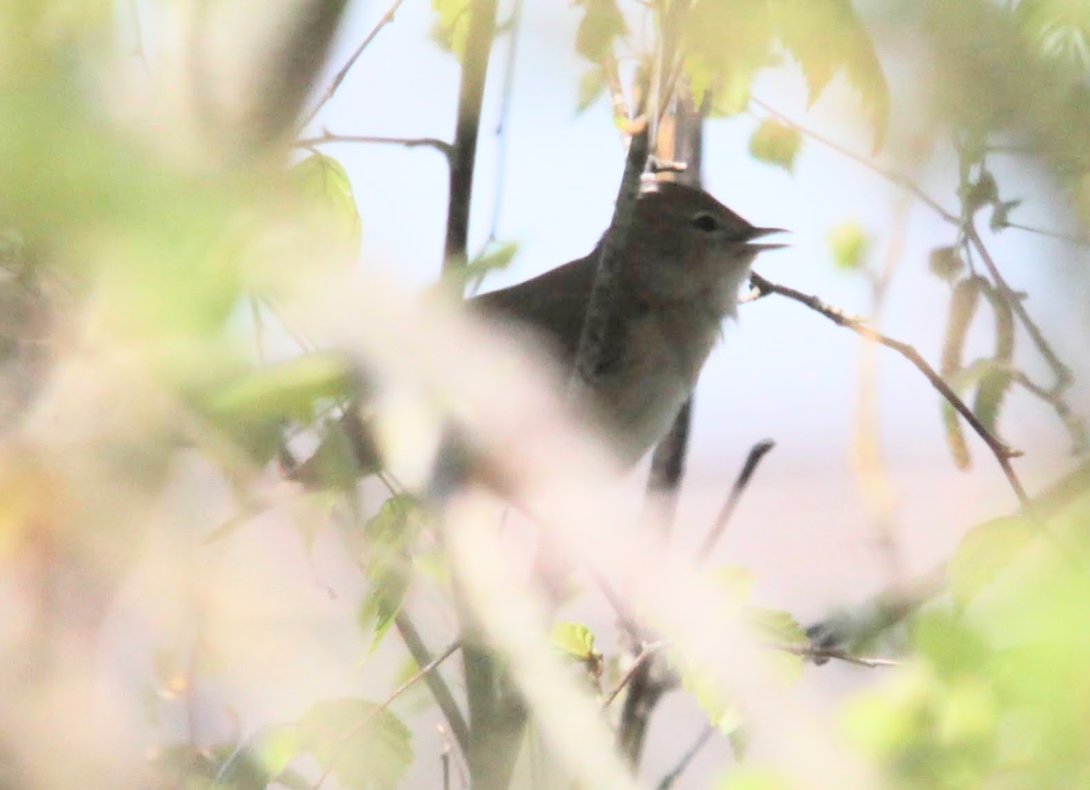 Garden Warbler (Sylvia borin), photo 2