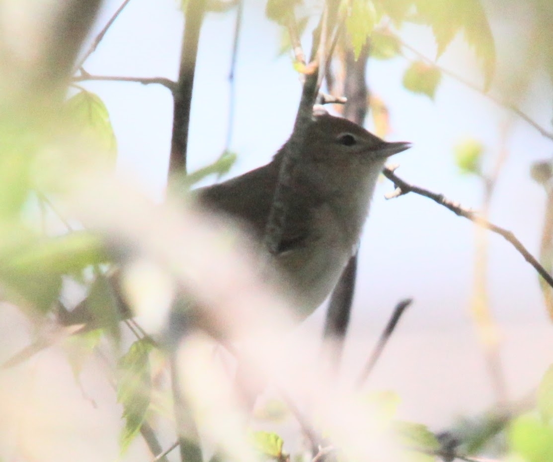Garden Warbler (Sylvia borin), photo 10