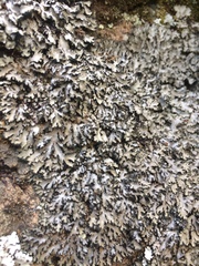 Phaeophyscia hispidula