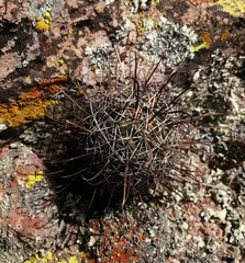 Coryphantha clavata stipitata