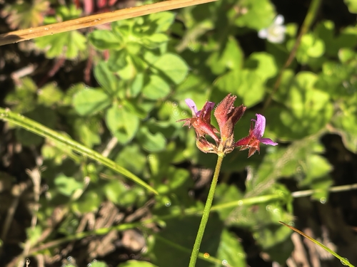 Coconut Geranium (Pelargonium grossularioides)