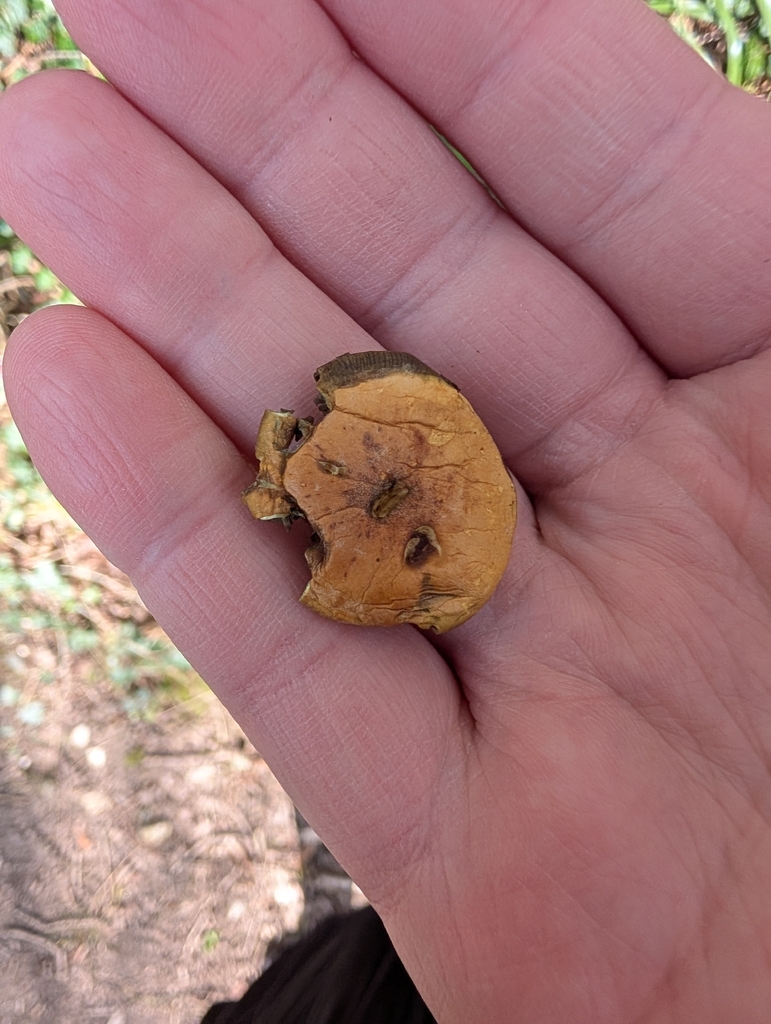 Hypholoma fasciculare · April 2026 · photo: © heather-hyfae (iNaturalist, cc-by)