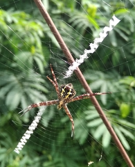 Argiope appensa