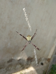 Argiope appensa