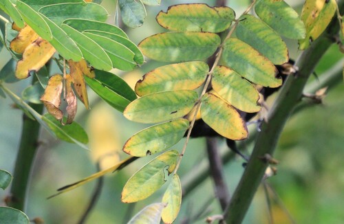 iNaturalist image