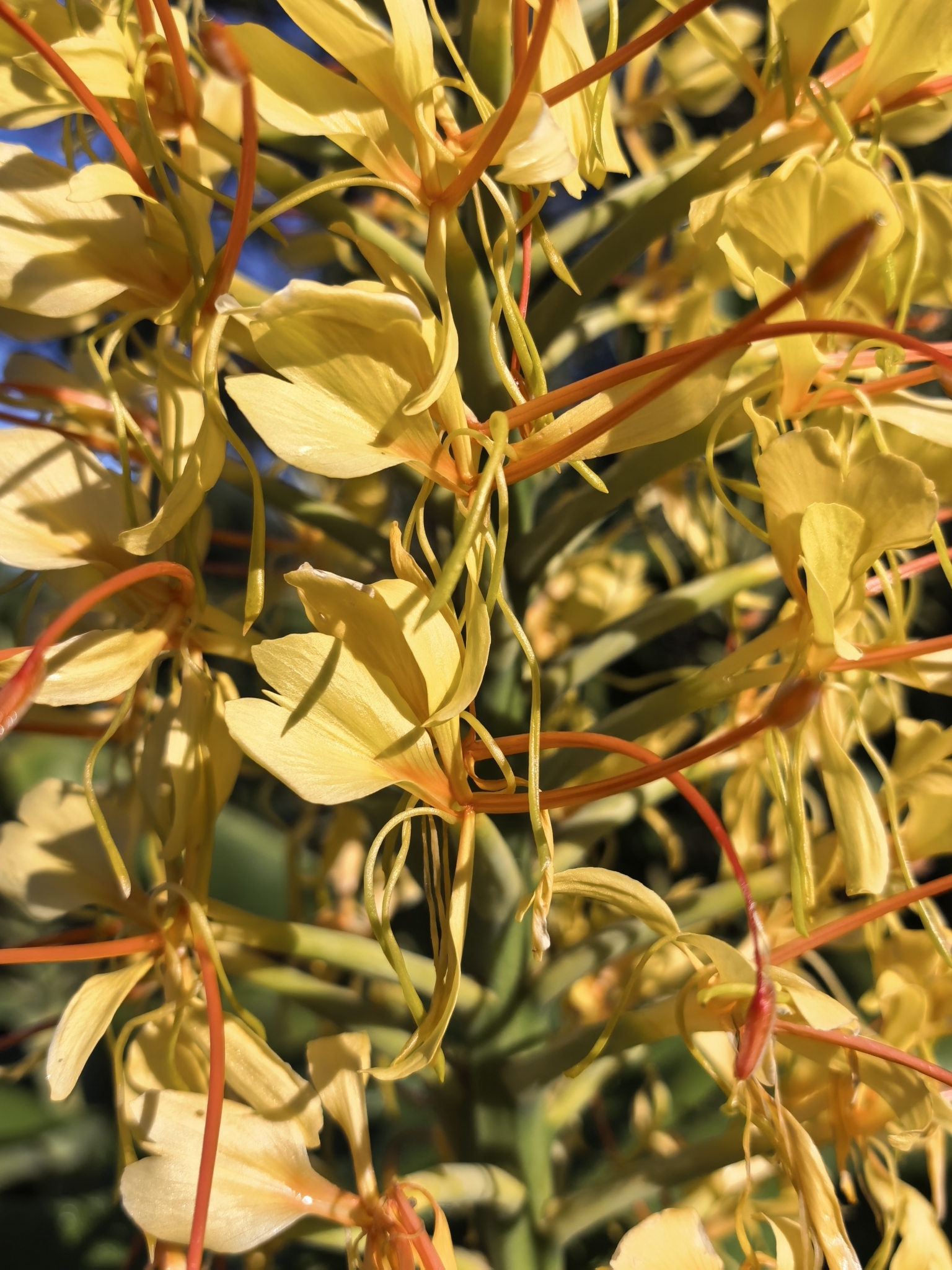 Kahila Garland-Lily (Hedychium gardnerianum)