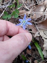 Scilla luciliae