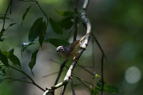 Grey-cheeked Fulvetta (Alcippe morrisonia), photo 6