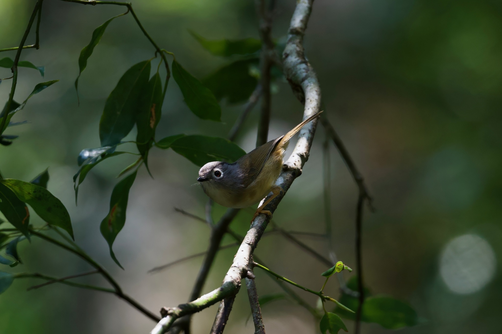 Grey-cheeked Fulvetta (Alcippe morrisonia), photo 10
