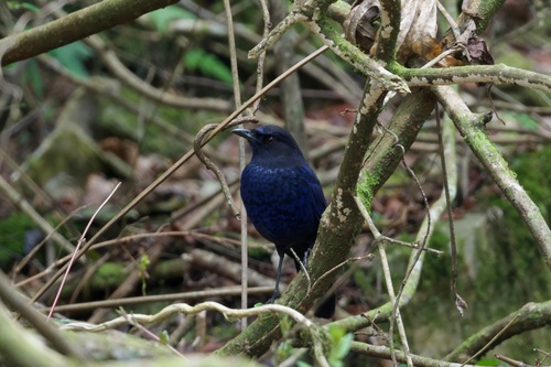 Taiwan Whistling Thrush (Myophonus insularis)