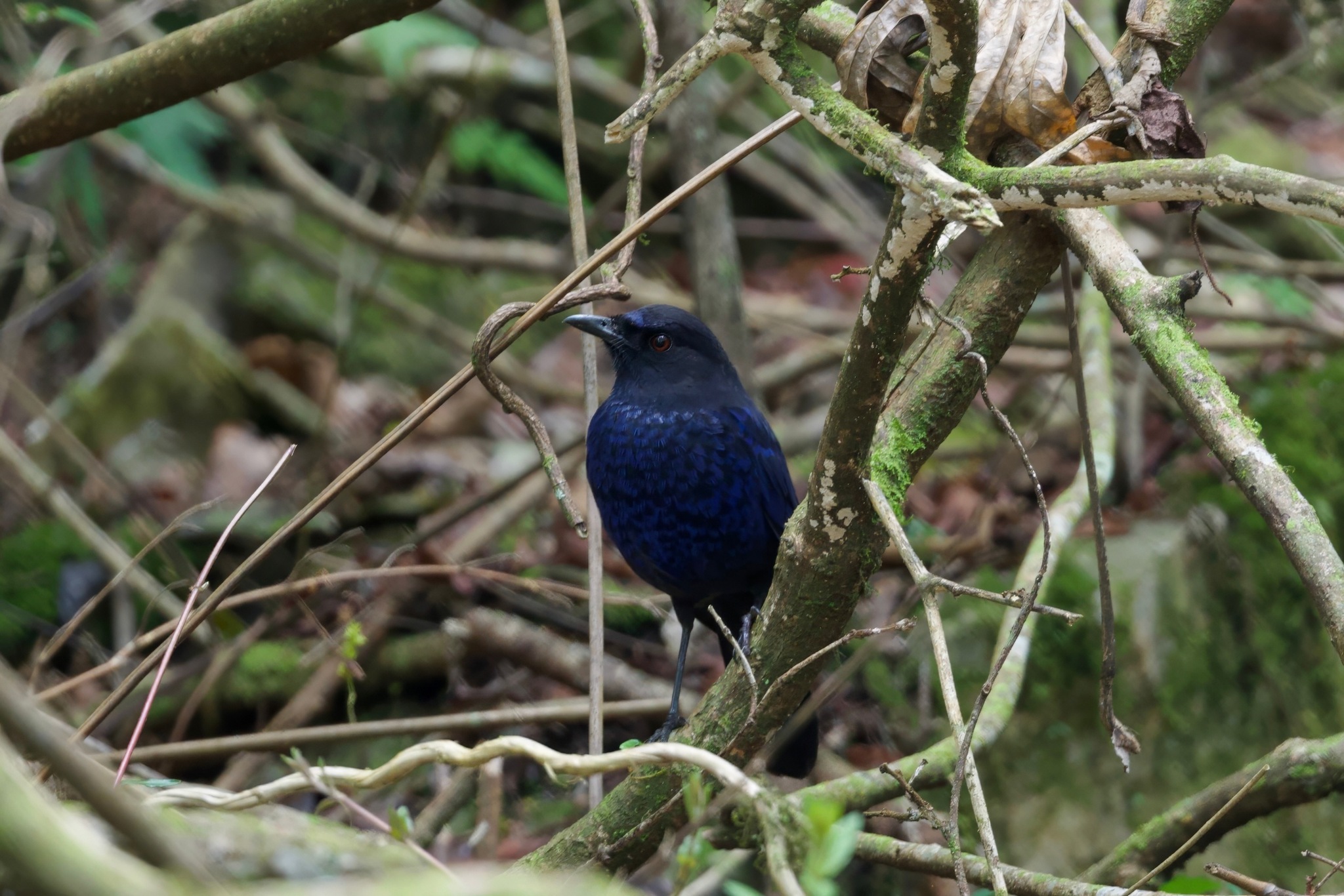 Taiwan Whistling Thrush (Myophonus insularis), photo 1