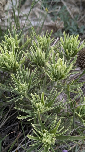 Thompson's paintbrush (Castilleja thompsonii)