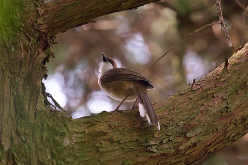 Rufous-crowned Laughingthrush (Pterorhinus ruficeps), photo 2