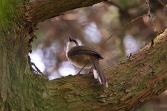 Rufous-crowned Laughingthrush