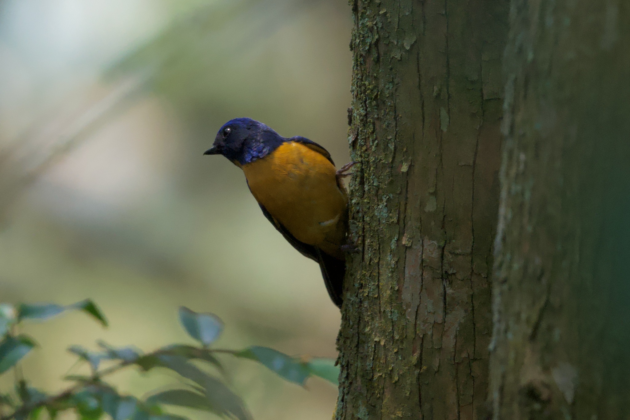 Taiwan Vivid Niltava (Niltava vivida), photo 3