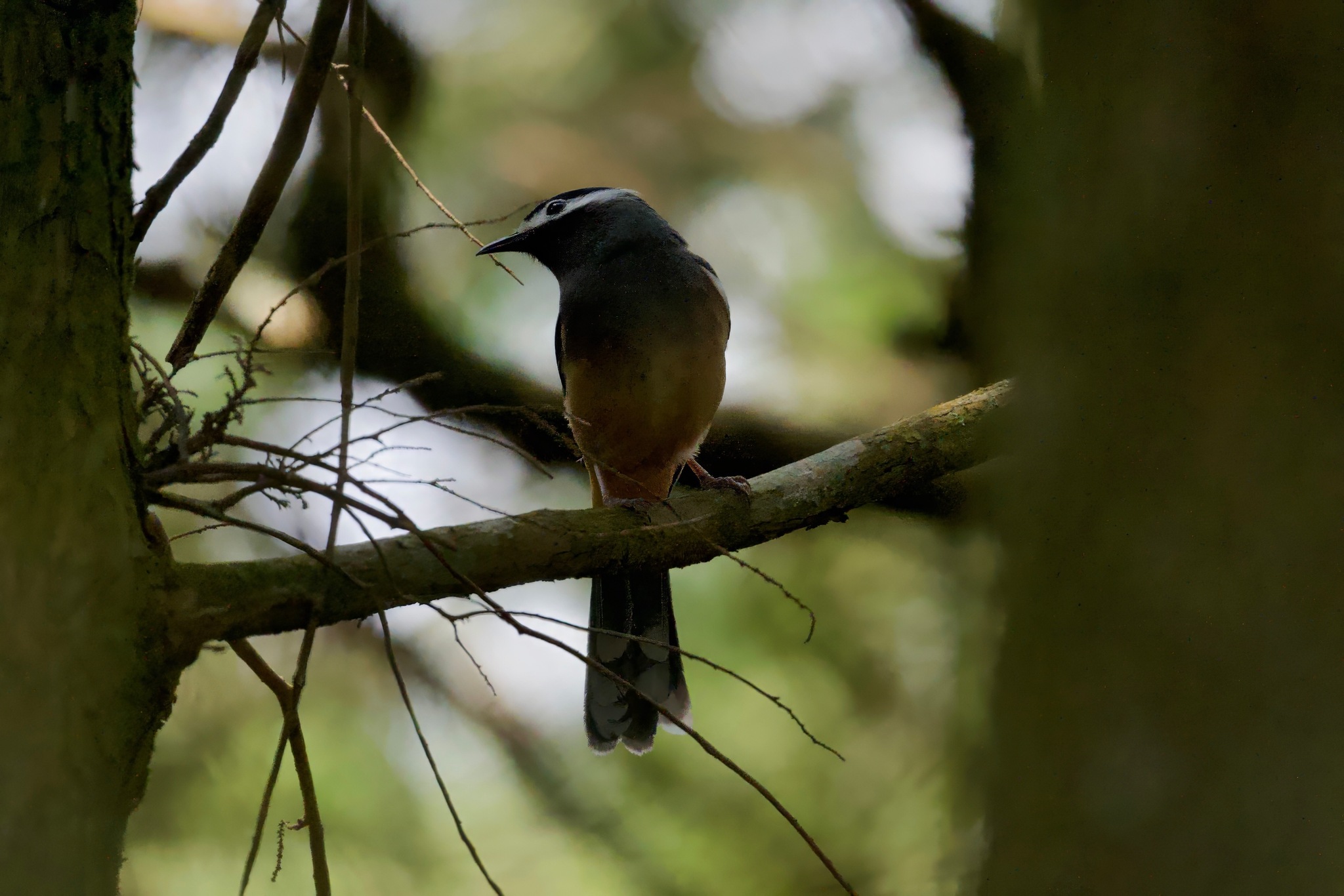 White-eared Sibia (Heterophasia auricularis), photo 6