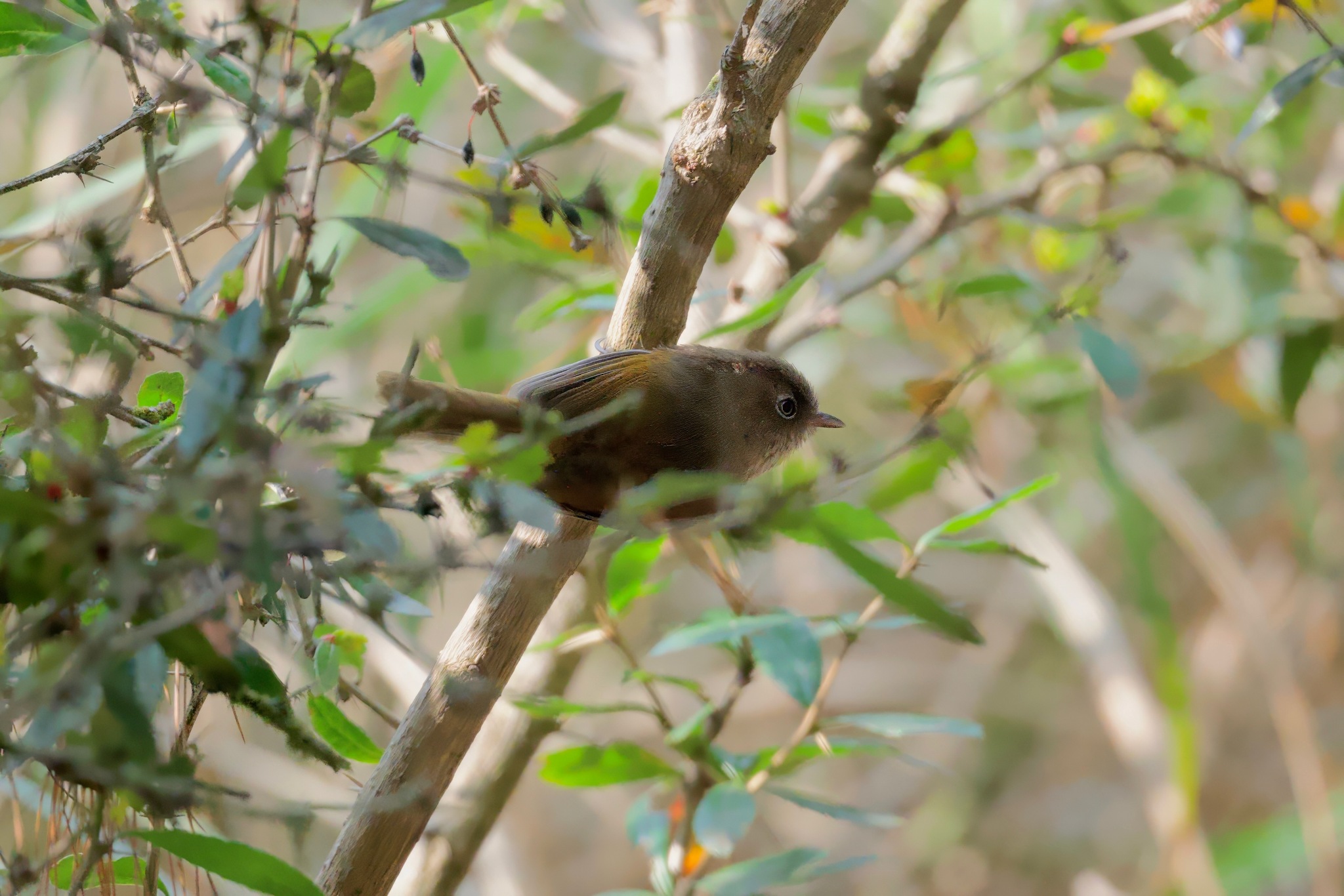Taiwan Fulvetta (Fulvetta formosana), photo 1