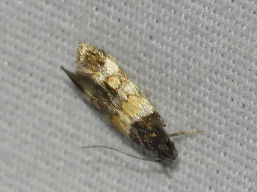 Orange-banded Triclonella photo 3