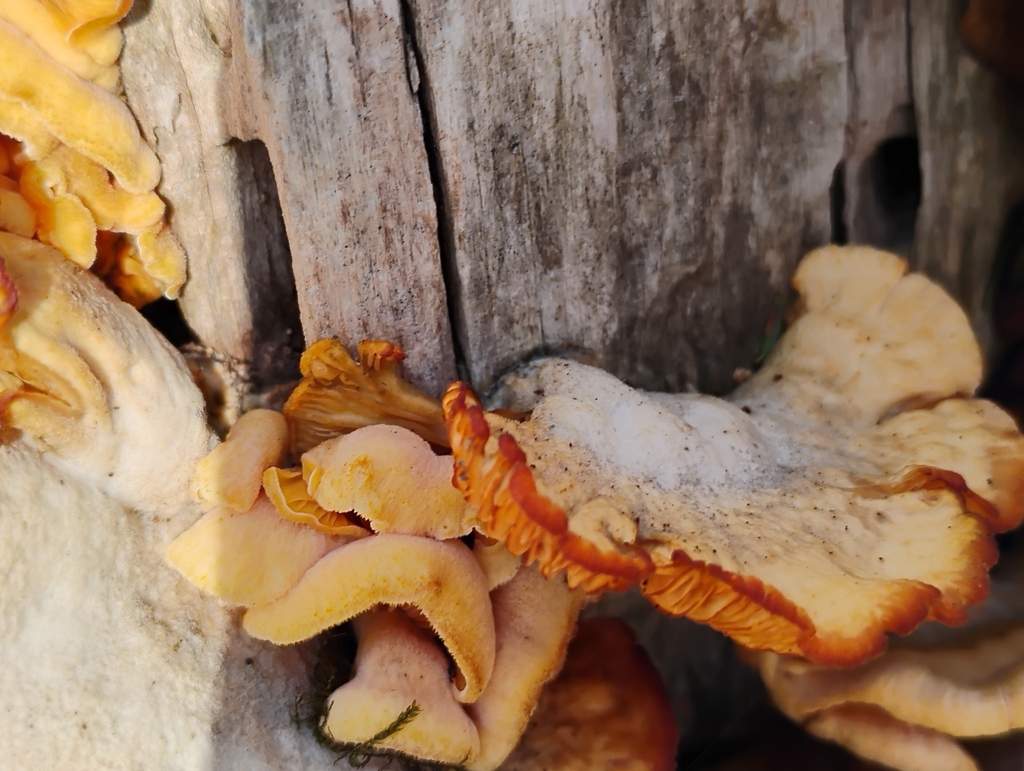 Phyllotopsis nidulans · April 2026 · photo: © nataliewaddellrutter (iNaturalist, cc-by)