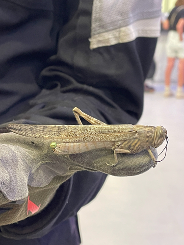 Tree Locust