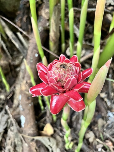 Etlingera elatior