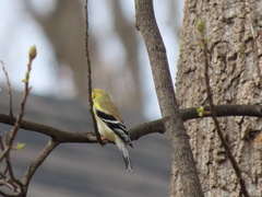 Spinus tristis tristis