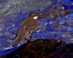 Cinclodes nigrofumosus