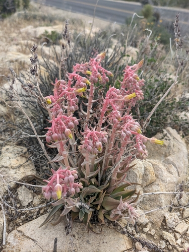 Desert liveforever (Dudleya saxosa)