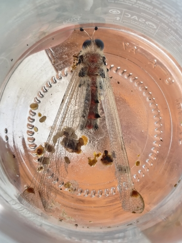 Albardia furcata