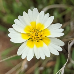 Layia gaillardioides