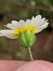 Layia gaillardioides