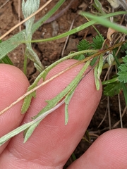 Layia gaillardioides