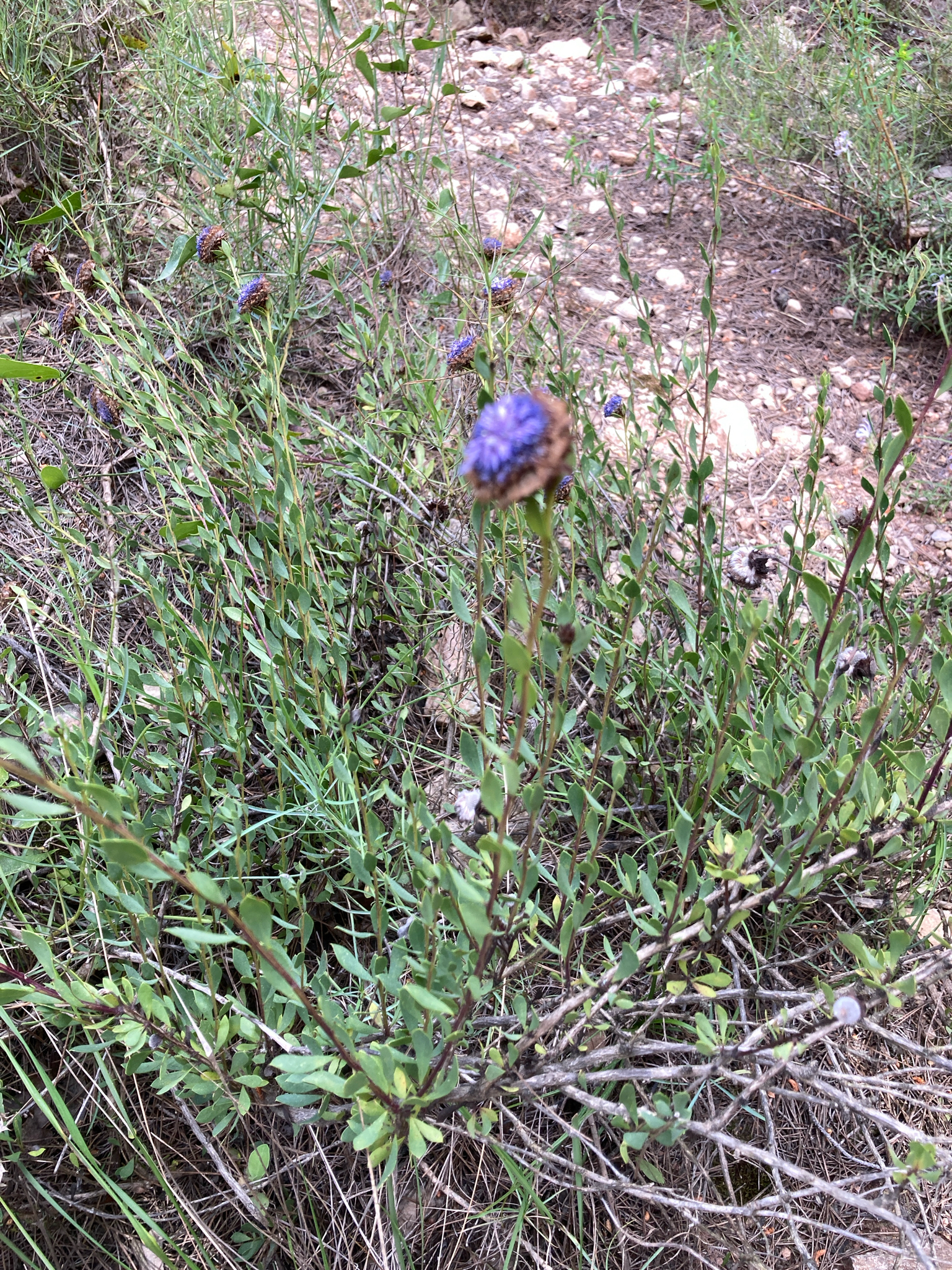 Alypo Globe Daisy (Globularia alypum)