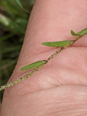 Layia gaillardioides