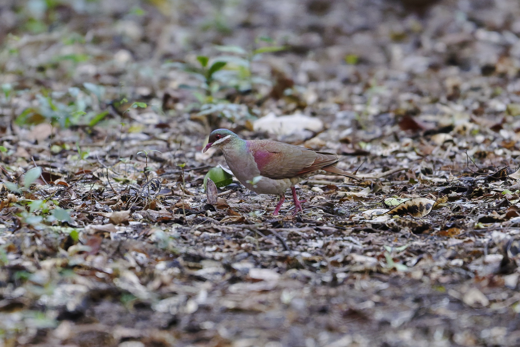 Key West Quail-Dove (Geotrygon chrysia), photo 3
