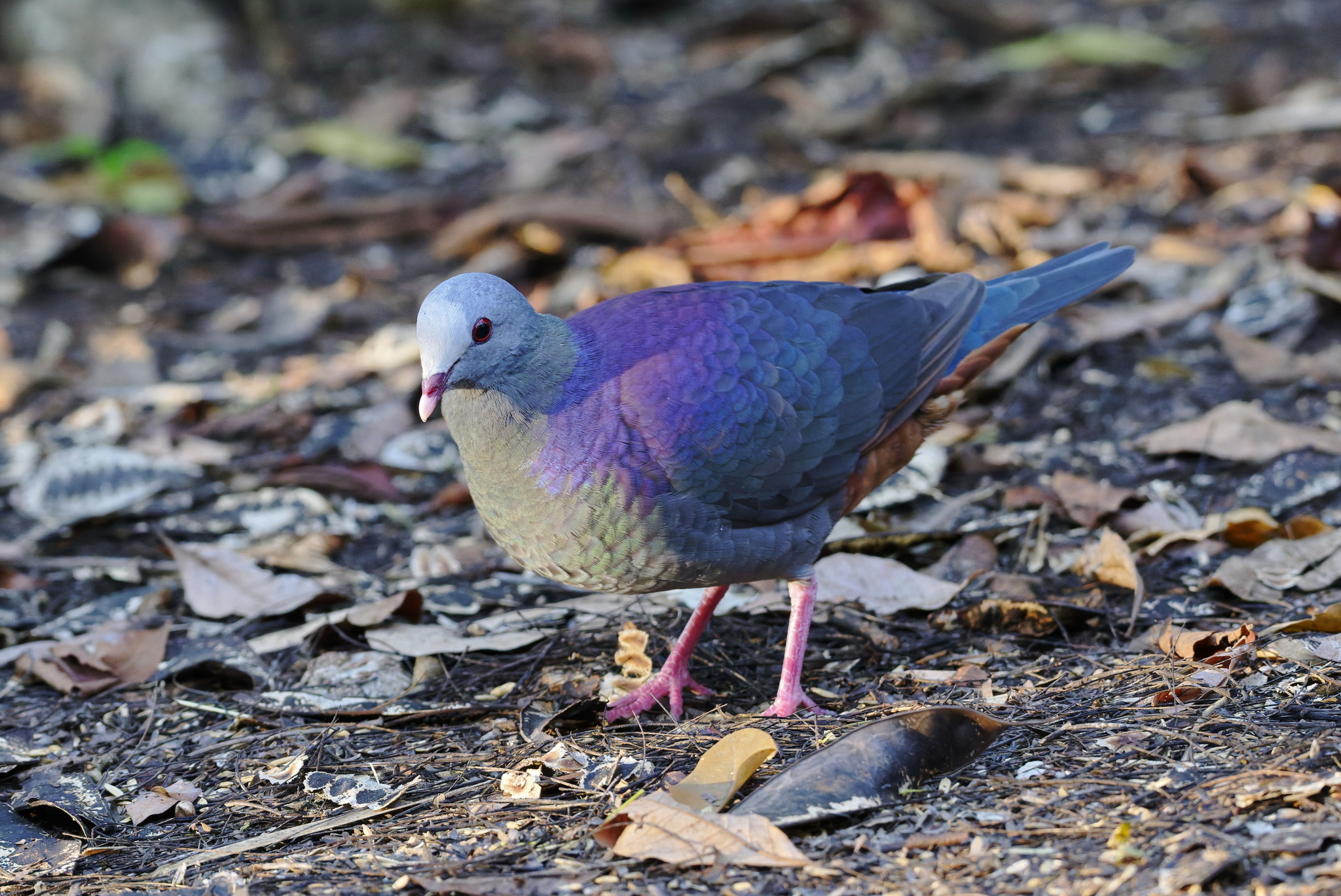 Grey-fronted Quail-Dove (Geotrygon caniceps), photo 1