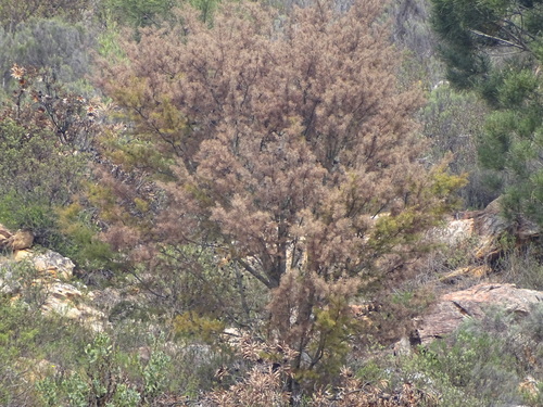 Bushy needlebush (Hakea sericea)