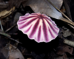 Marasmius tageticolor